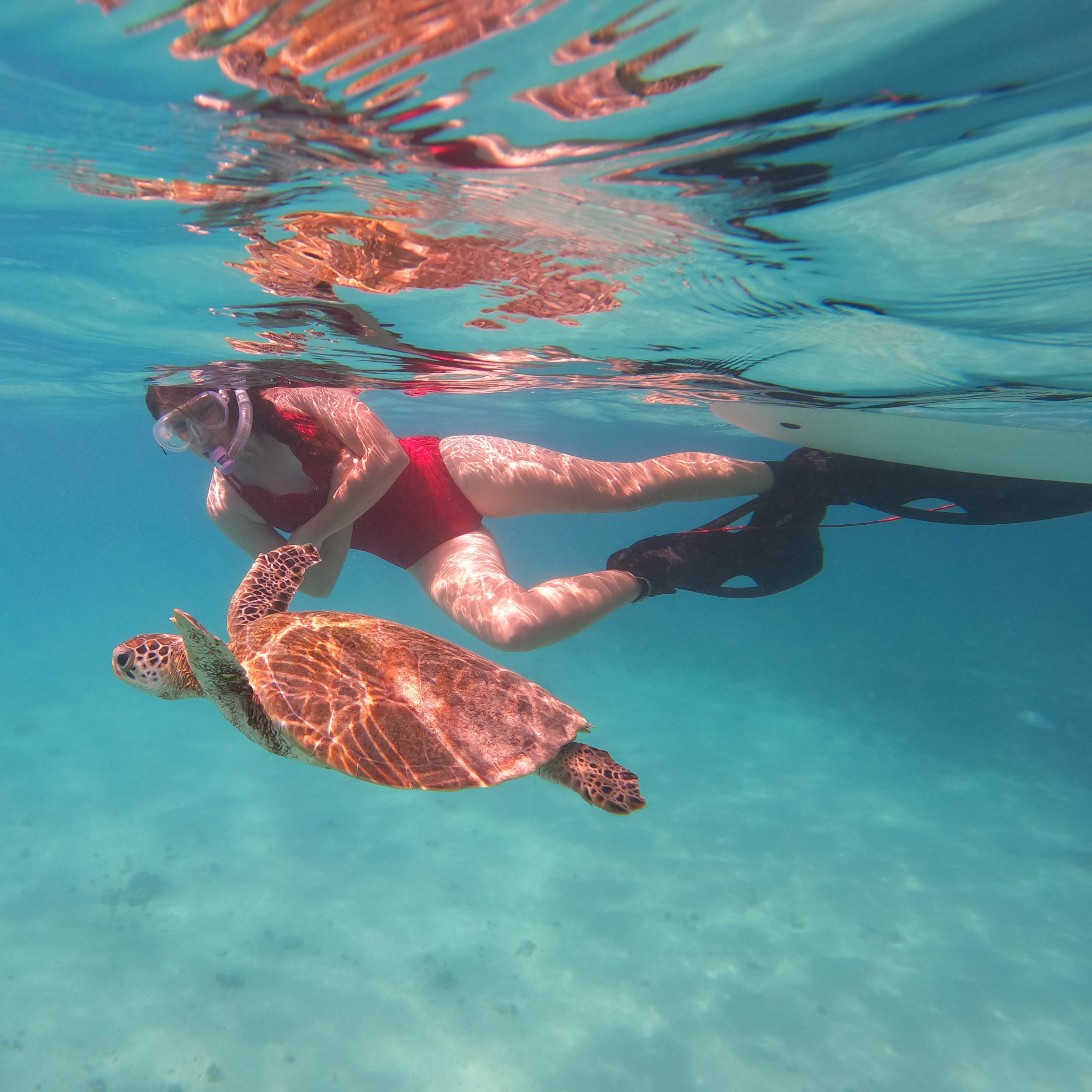 You are currently viewing Top 10 Snorkelling Spots on the Ningaloo Reef