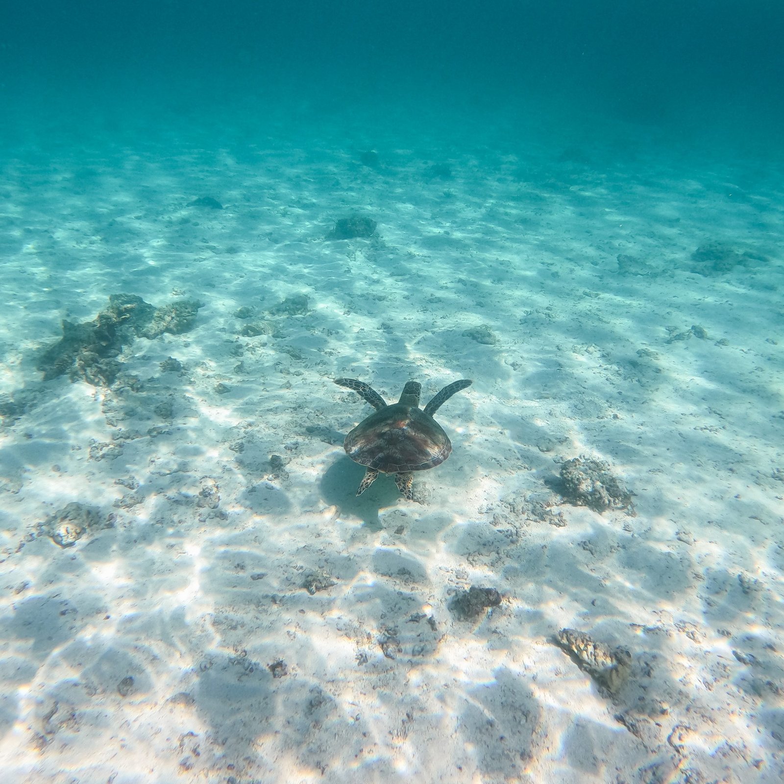 Top 10 Snorkelling Spots on the Ningaloo Reef - Overland Exposure