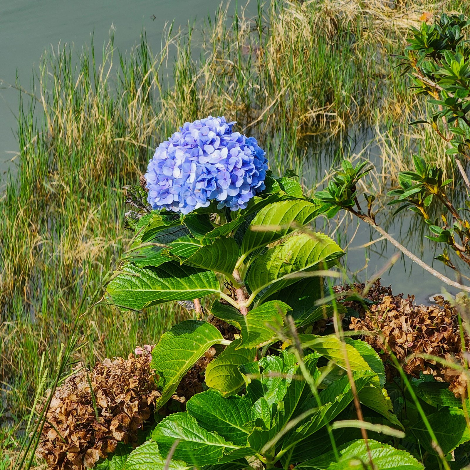 Blue Hydrangea flower