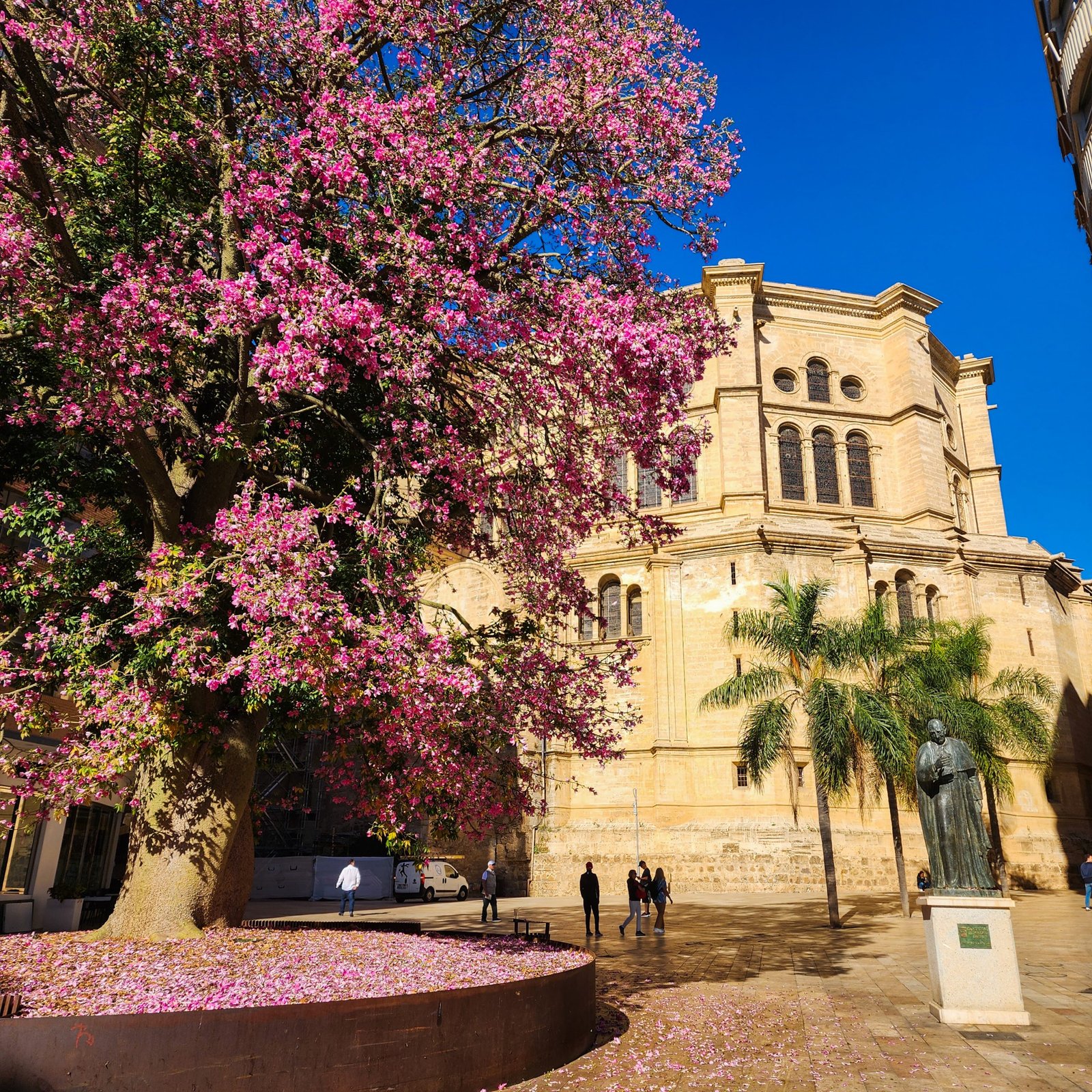Pink flower tree with a church building in the background