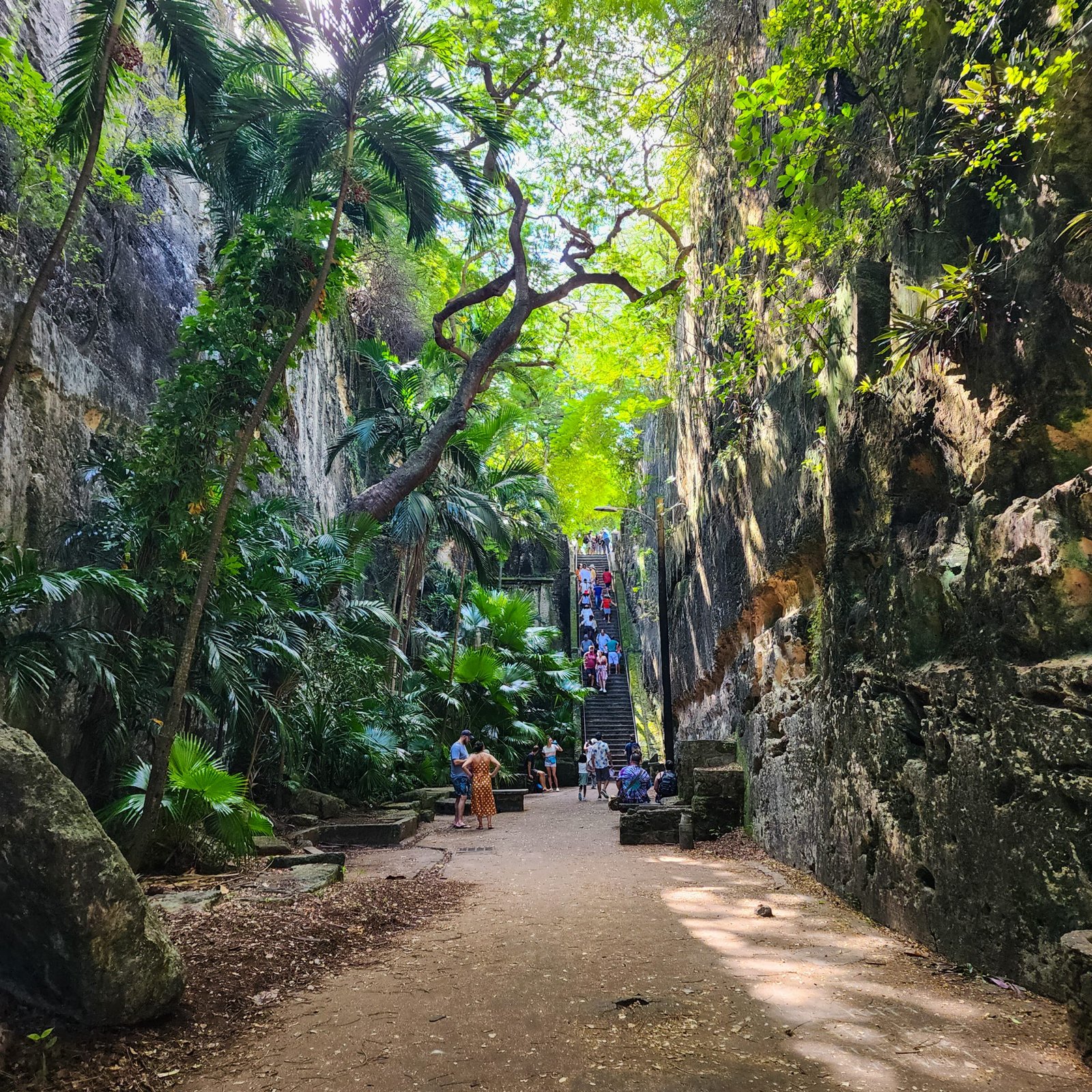 Rainforest and concreted walkway with stairs in the distance