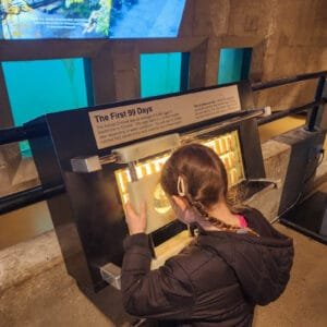 Interactive Salmon life activity
